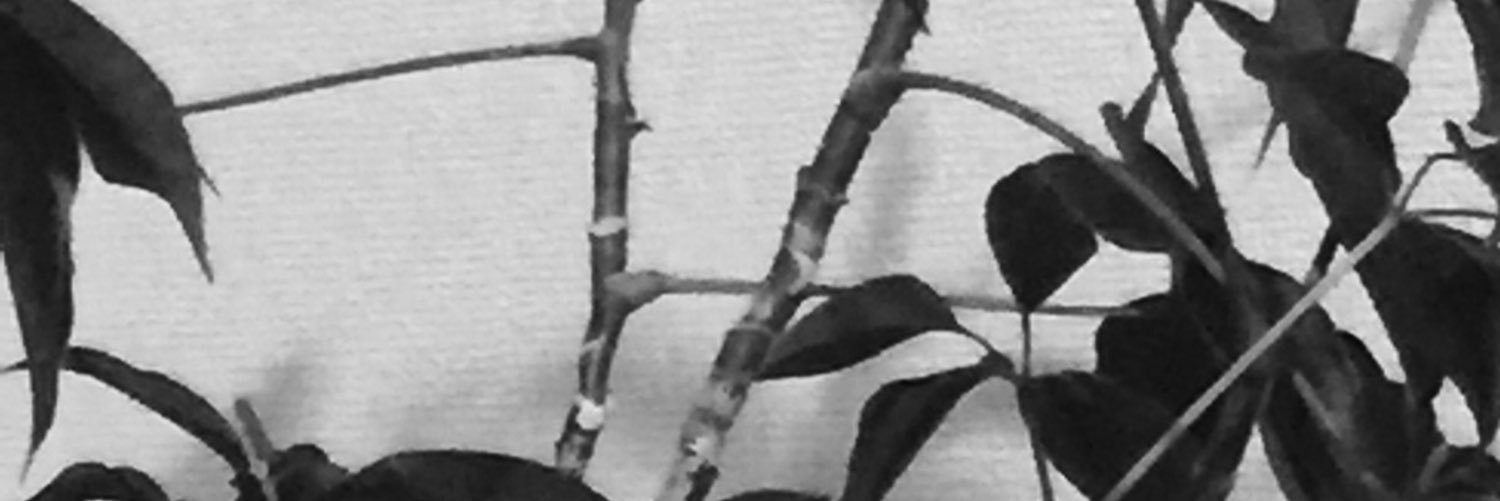 sachhks's profile banner image