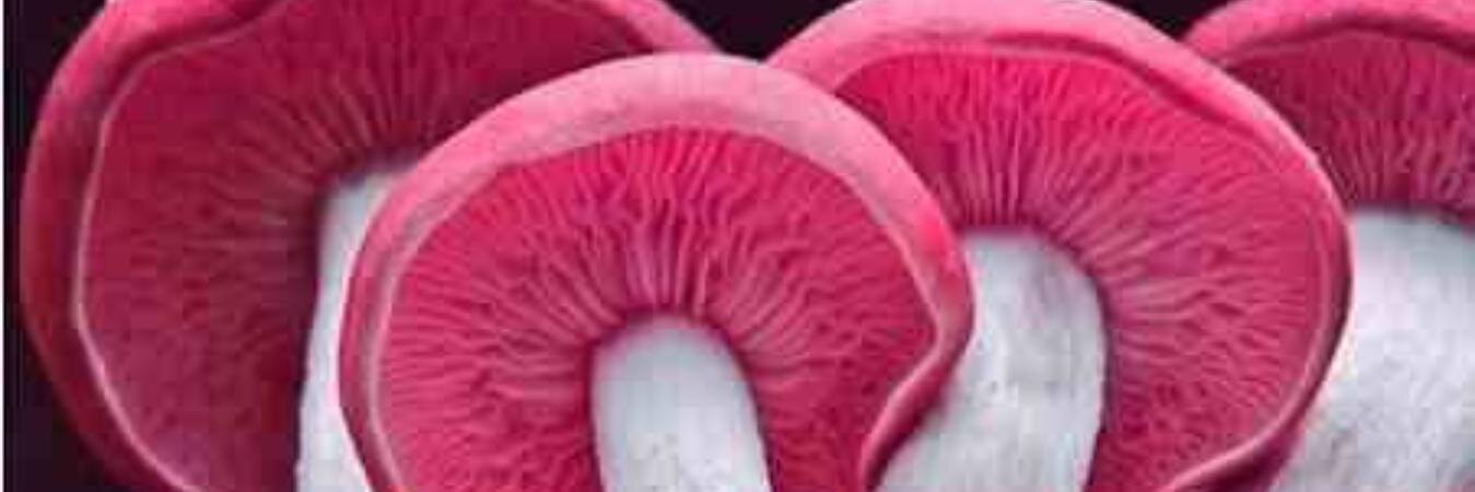 poodlehatfield's profile banner image