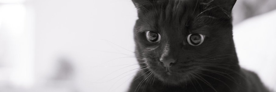 intarestyutami's profile banner image