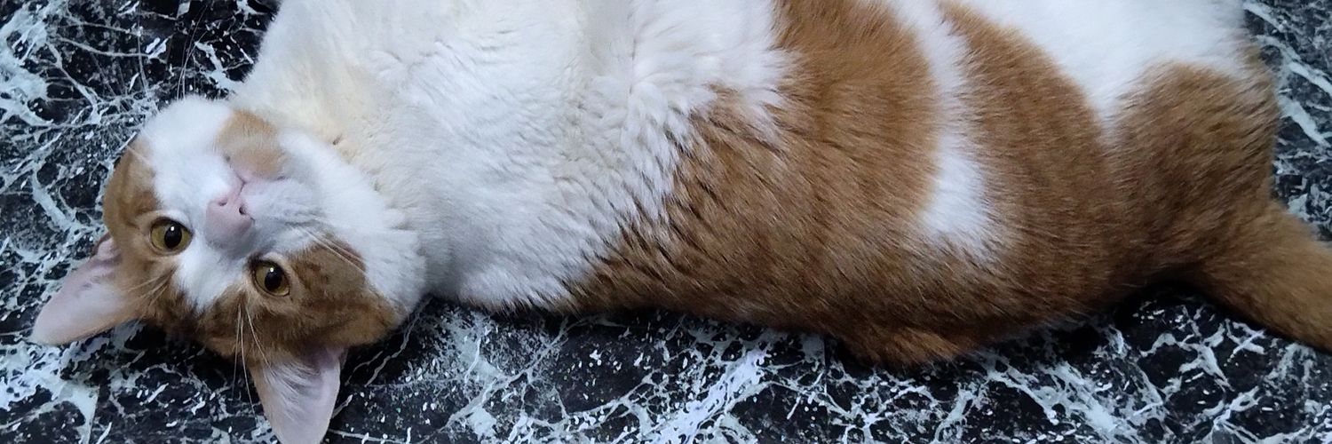eridelvecchio's profile banner image