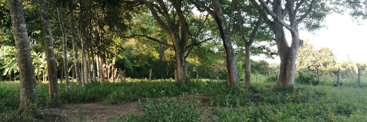 domingojosue's profile banner image