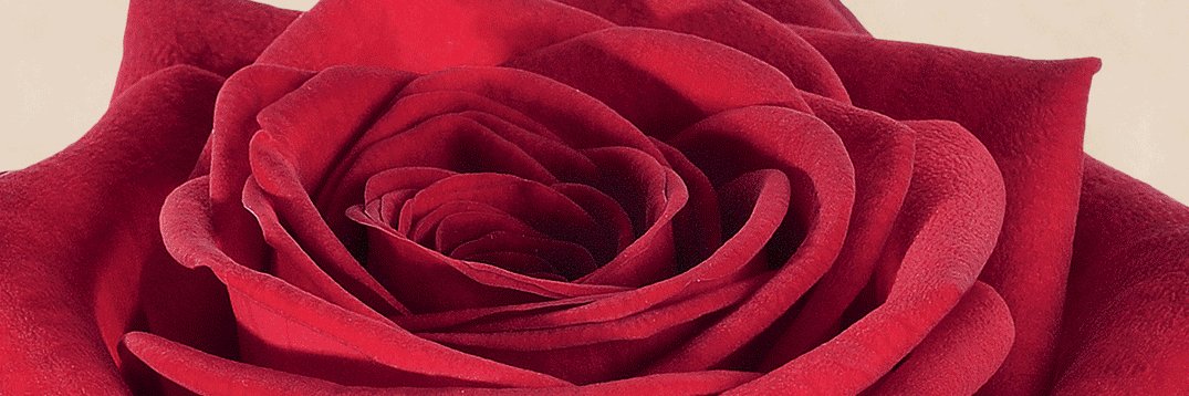 Dick_de_Gelder's profile banner image