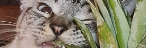 TPCarrot's profile banner image