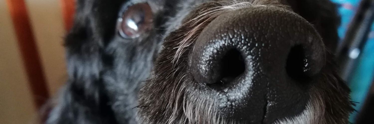 Nensi9998's profile banner image