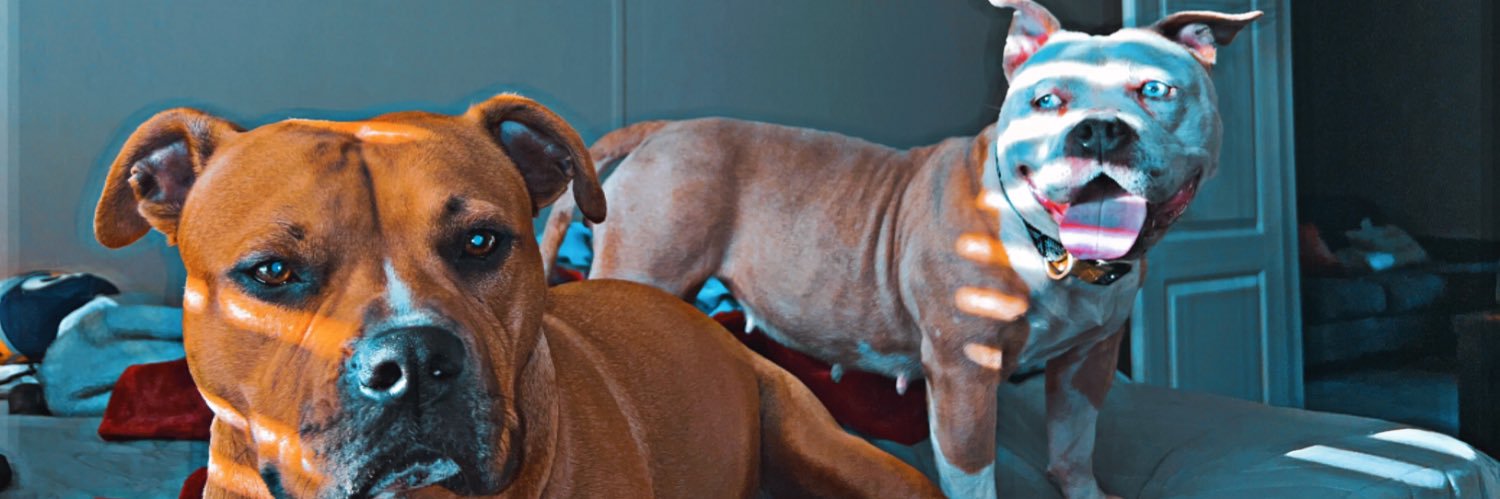 mattteseniar's profile banner image