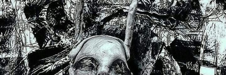 schrinneip_'s profile banner image