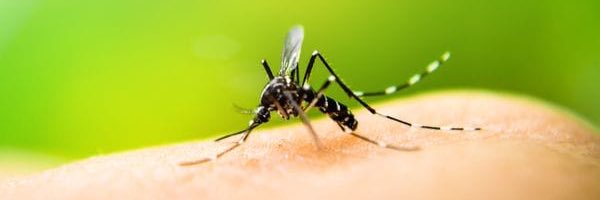 MosquitoArg's profile banner image
