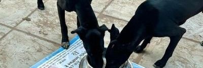 Anita  Santiago banner