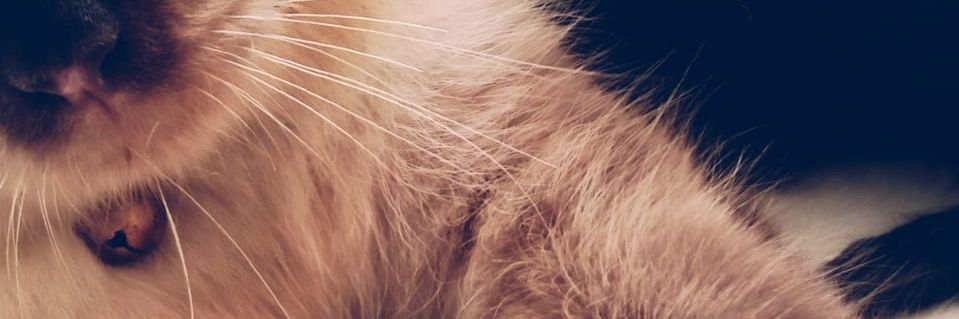 nutrikaa's profile banner image