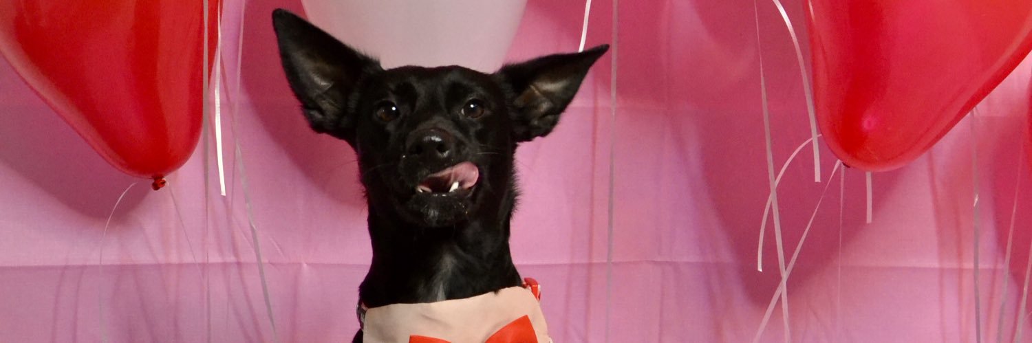 Porrtitties's profile banner image