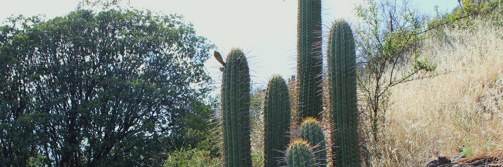 CSJcactusechTAX's profile banner image