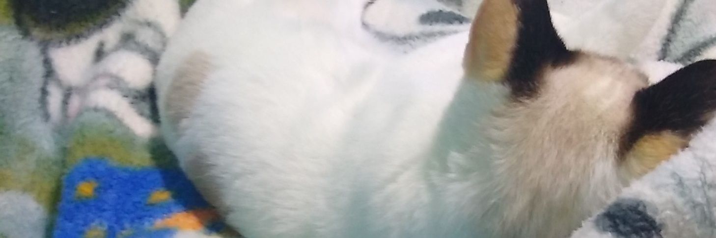 habibi banner
