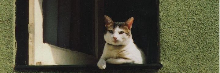 nandafsimoes's profile banner image