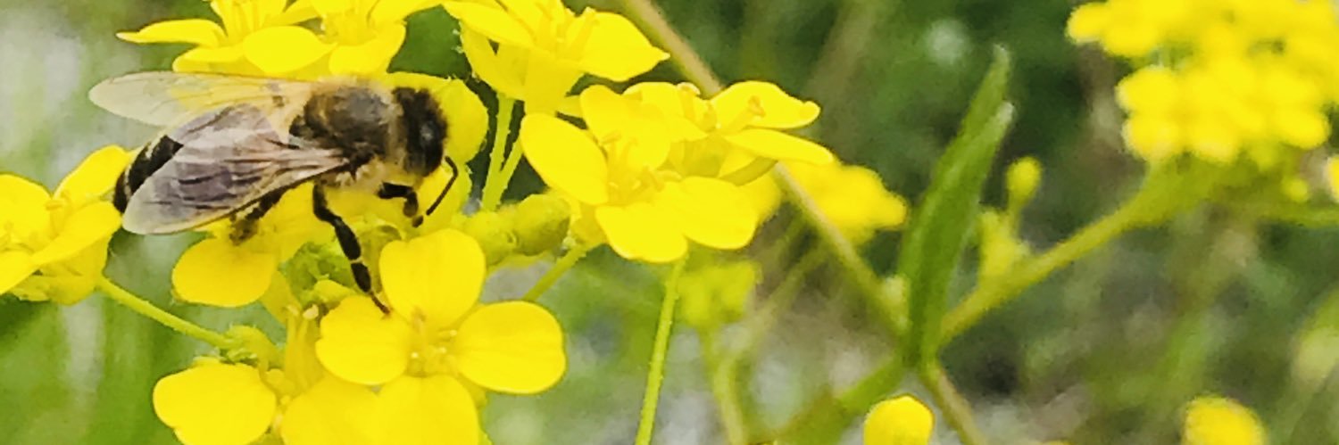 sacit usta banner