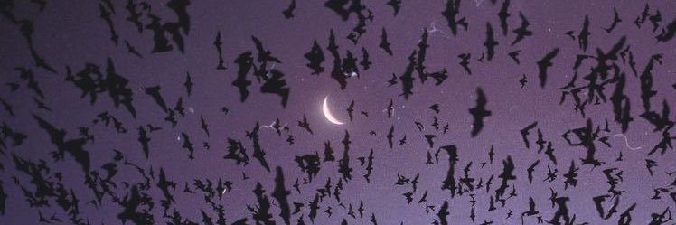 severussrose's profile banner image