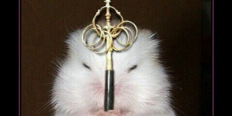 Sues_Darling's profile banner image
