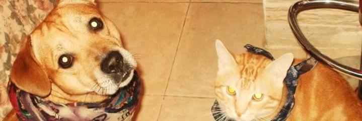 KathyRodville's profile banner image