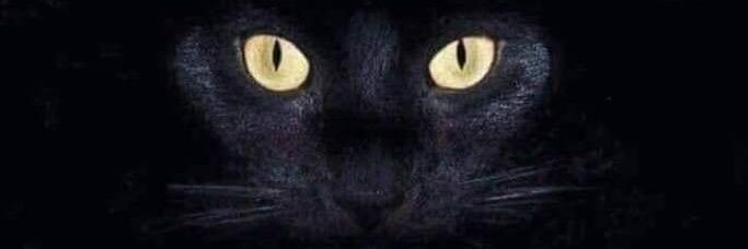 annykravitz's profile banner image