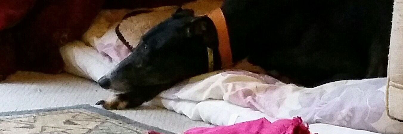 Charlie Babe🌈 banner