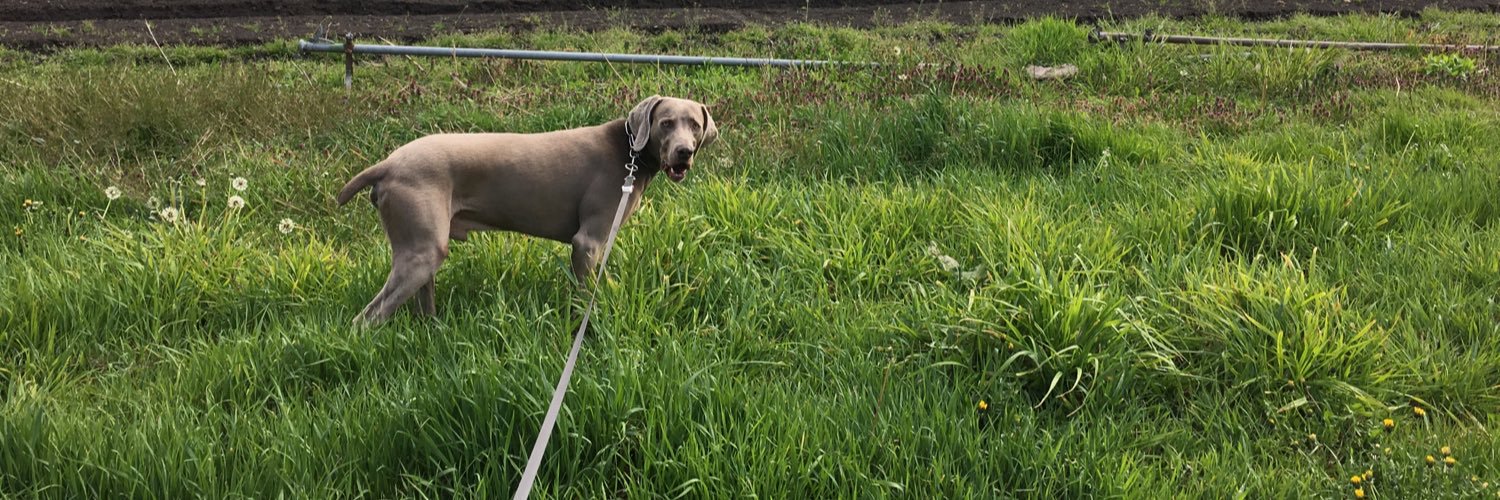 Bonitotheweim's profile banner image