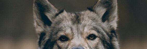 iiStayMobbin's profile banner image