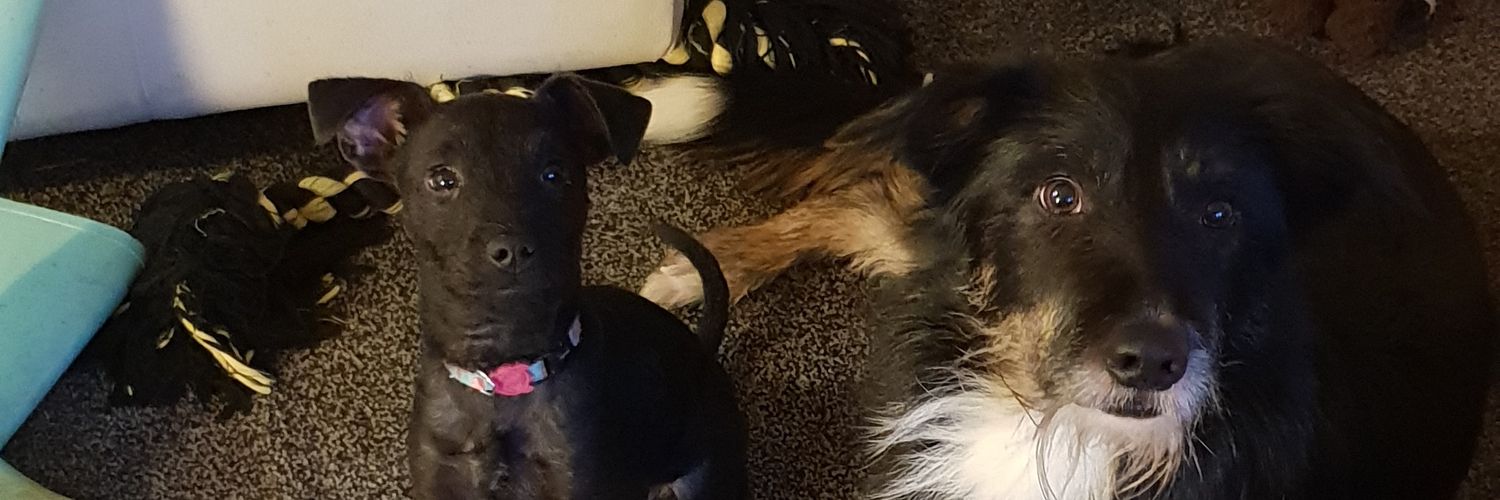 JadeAnneRobert1's profile banner image