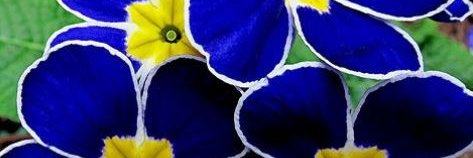 patricklpc's profile banner image