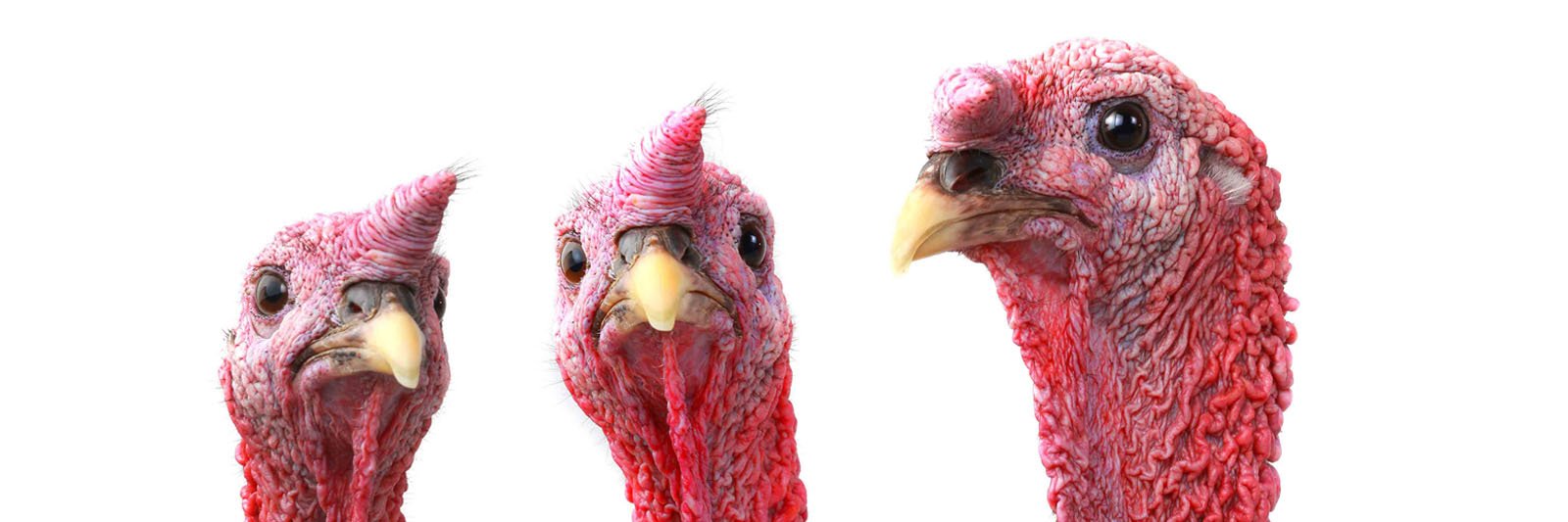 Turkey Burg Creative banner