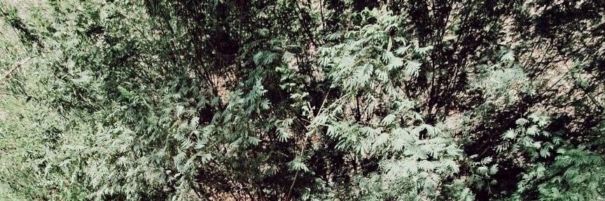 FlorFazzio's profile banner image