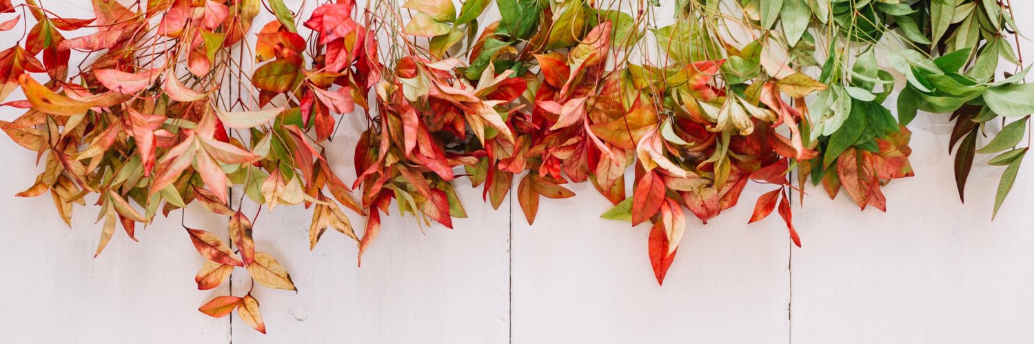 DOÑA BUENOS AIRES banner