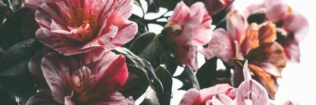 ark_tiffany's profile banner image