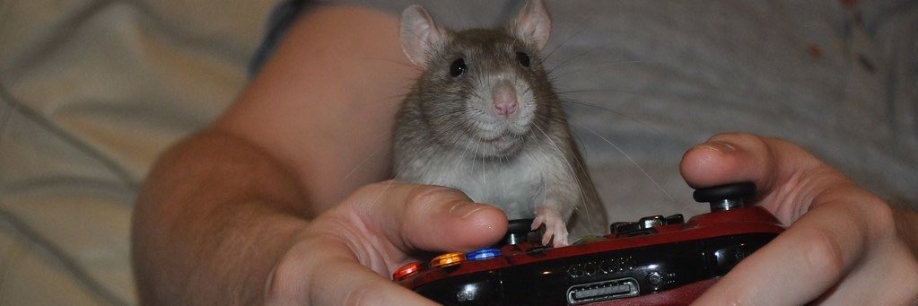 ☆ thami ☆ banner