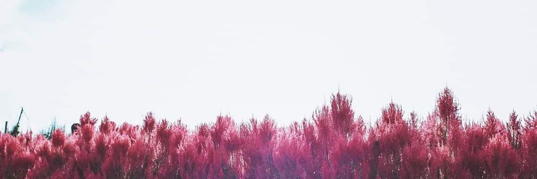 dnvrdinosaurio's profile banner image