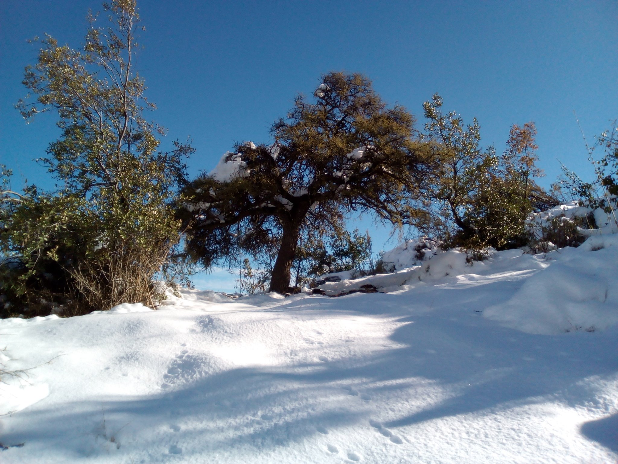 Gregor Max Power banner