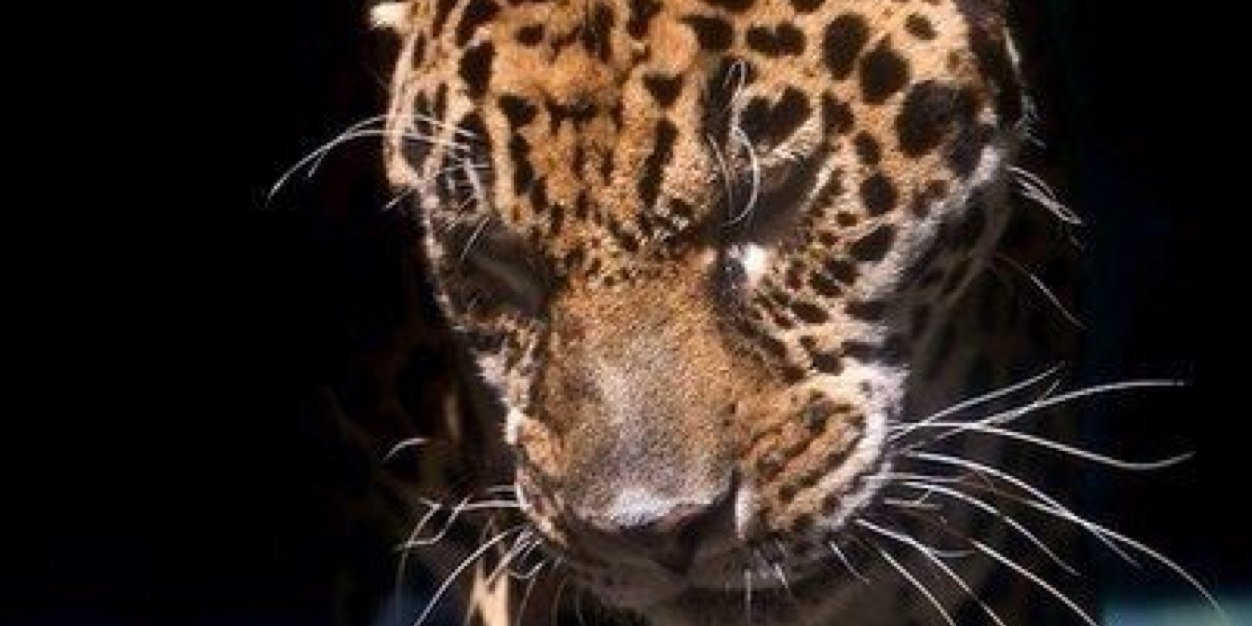 ystepnova's profile banner image