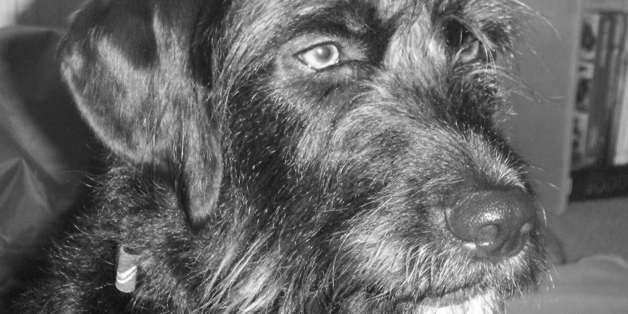 cyderdog1's profile banner image