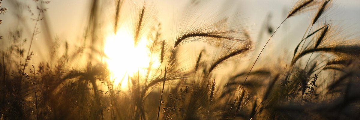 ElifAslm's profile banner image