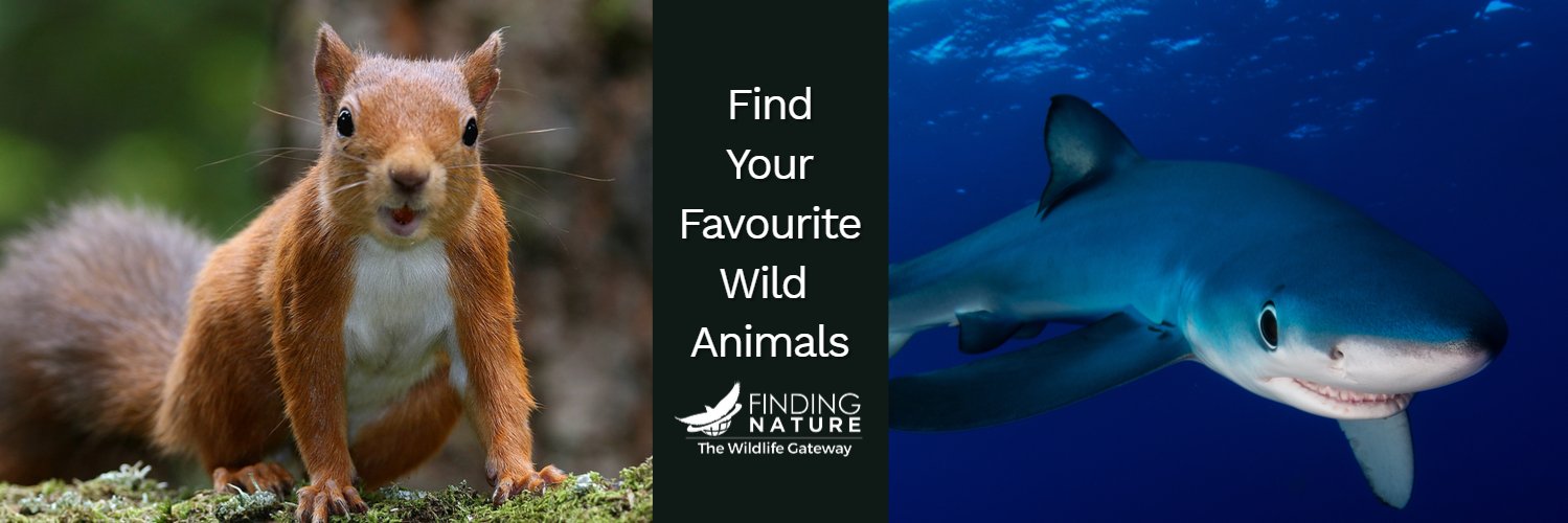 🦅Finding Nature banner