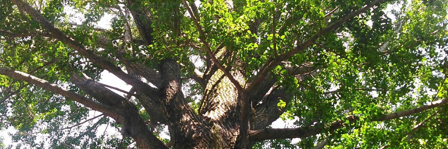 千羽はる banner