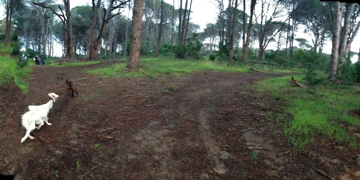 candice_bouwer's profile banner image