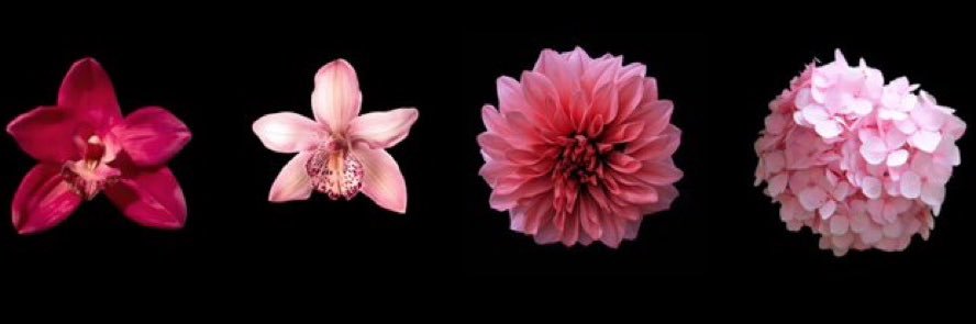 cat🎀🧸ྀི banner