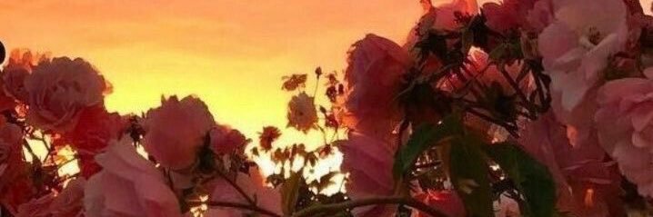 maybeeenicha's profile banner image