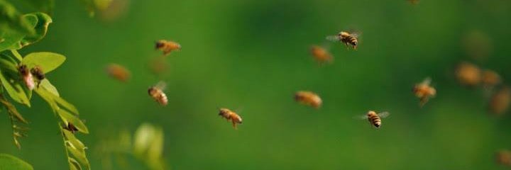 AES Entomology banner