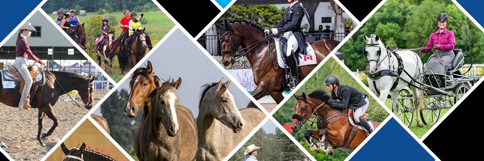 ChevalQuebec's profile banner image