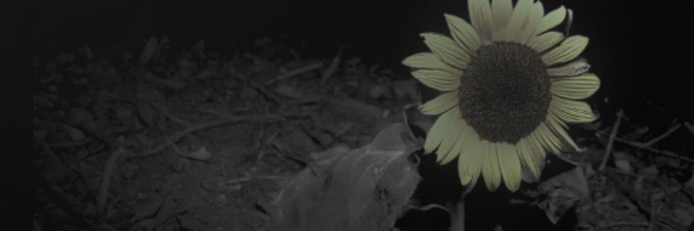 isabelrezmo's profile banner image