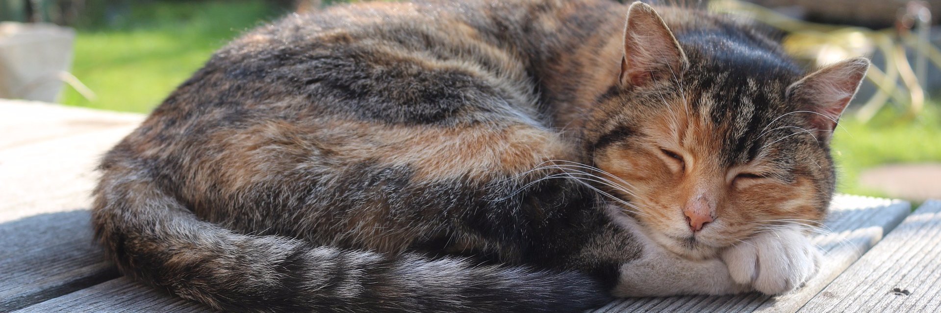 Python Informer banner