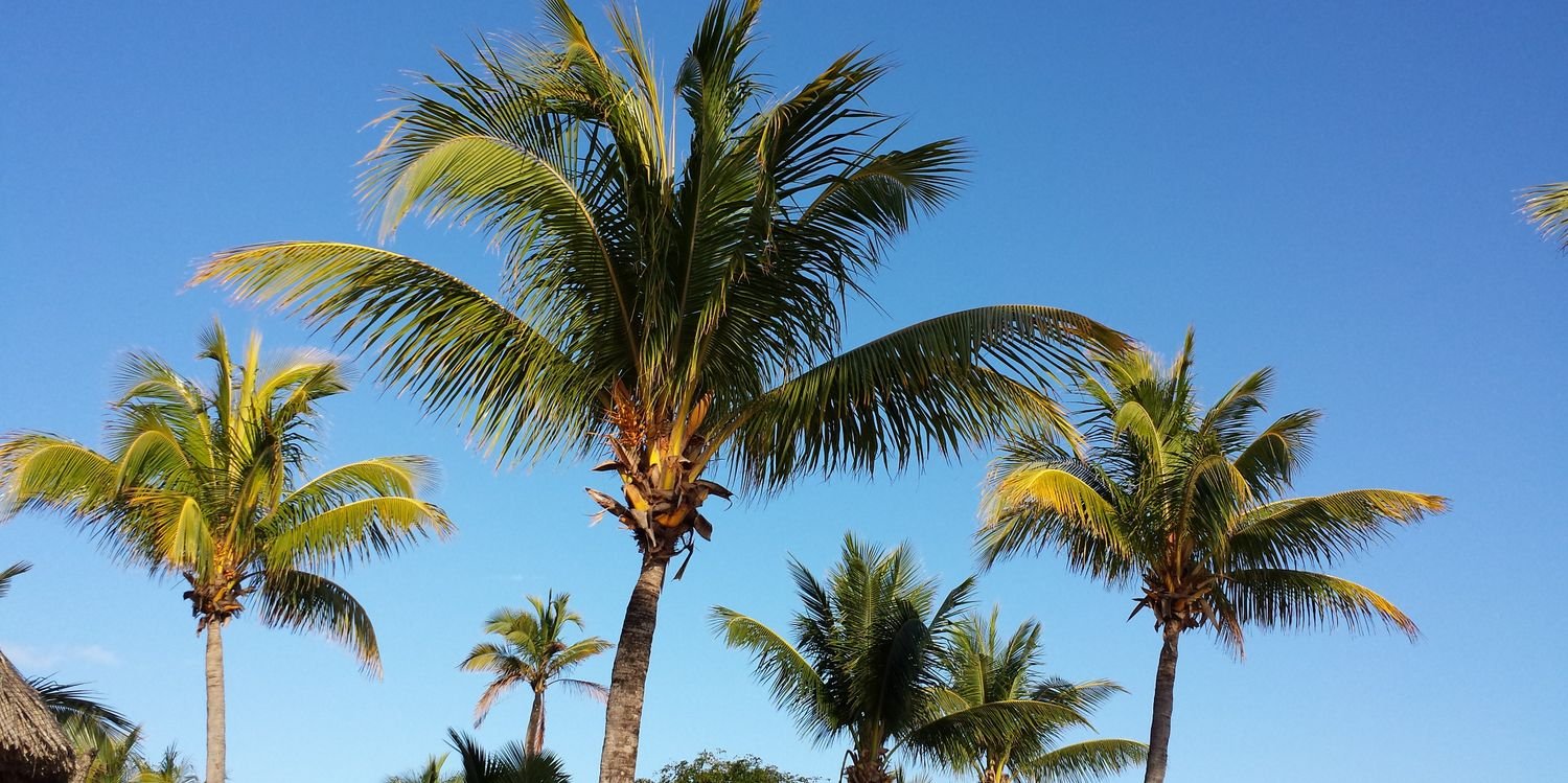 maximum stupidio banner