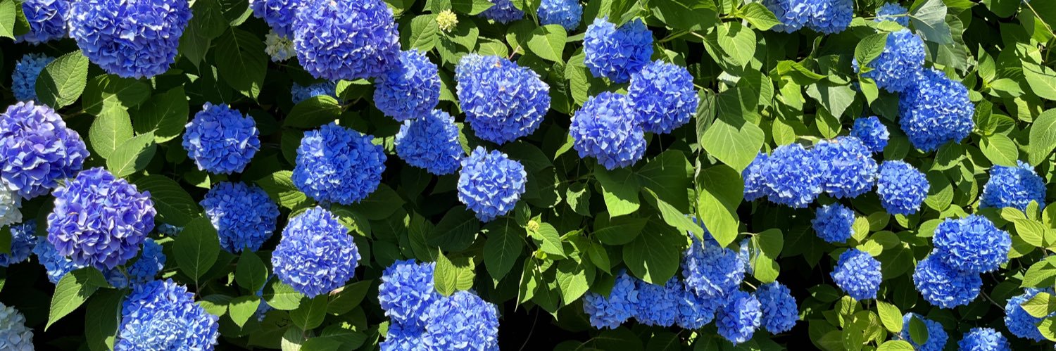 かみむらるみ banner