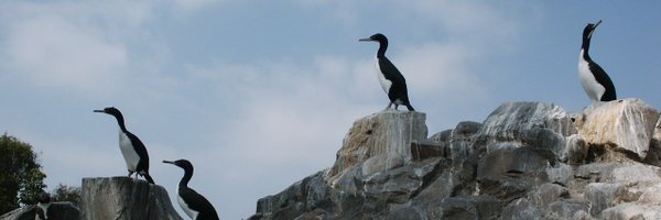 SalqaPeru Profile Banner