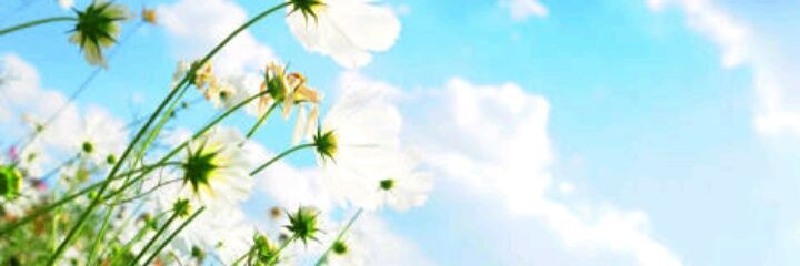 sleepy cat 💚💛 banner